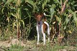 FOX TERRIER POIL LISSE 158